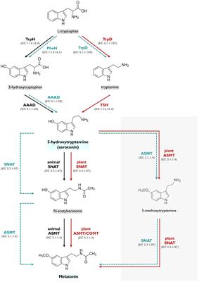 Enzyme Promiscuity in Serotonin Biosynthesis, From Bacteria to Plants and Humans